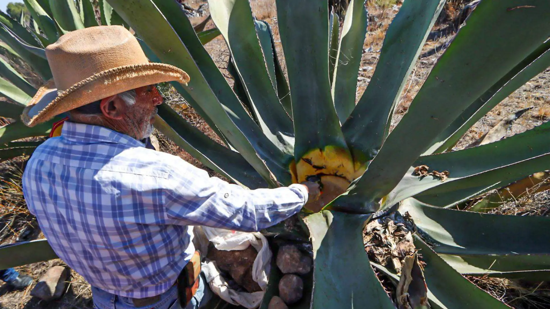 1A IS_RECORRIDO PREPARACION PULQUE PULQUE